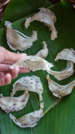 Close-up of hand holding leaves