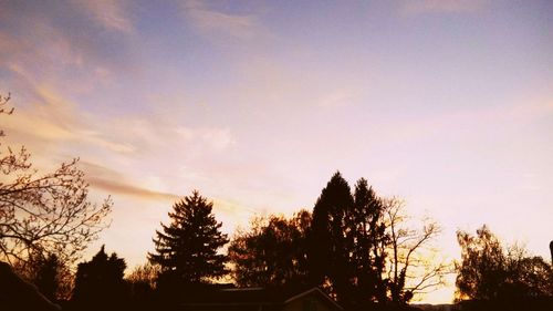 Silhouette of trees at sunset