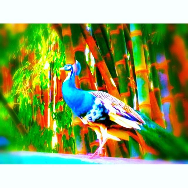 transfer print, animal themes, auto post production filter, animals in the wild, wildlife, bird, one animal, multi colored, blue, nature, close-up, selective focus, no people, perching, branch, outdoors, day, beauty in nature, zoology, tree