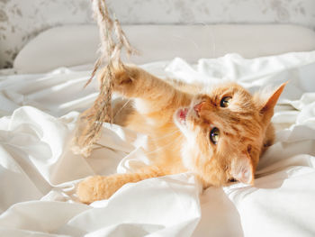 Cute ginger cat plays with dried grass on crumpled bed. morning bedtime with playful pet. 