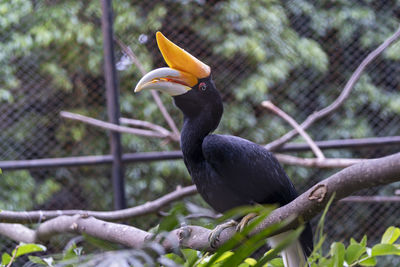 Close-up of bird perching on branch