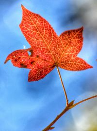 Close-up of maple leaves