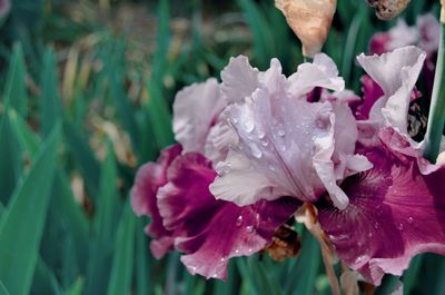 Close-up of pink rose flower