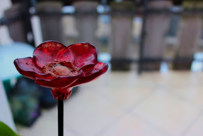 Close-up of red rose on leaf