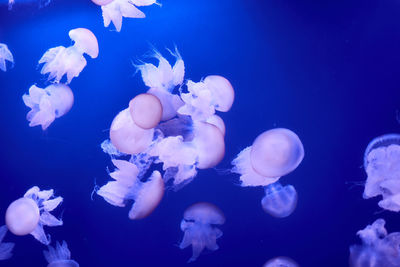 Group of white jellyfish floating in the ocean, fluorescent, blue, bright