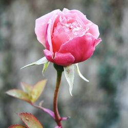 Close-up of pink rose