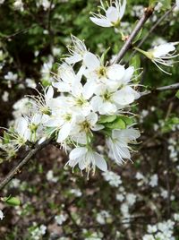 Close-up of white apple blossoms in spring