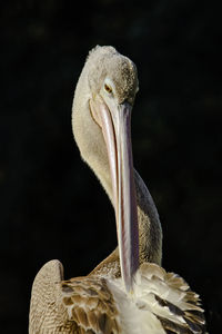 Close-up of bird against black background