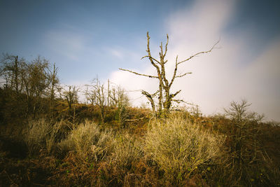 Plants growing on landscape against sky