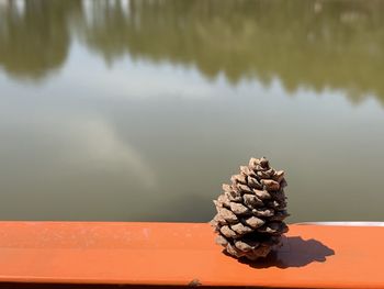 Close-up of pine cone on lake