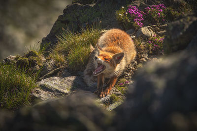 Wild red fox in the carpathian mountains.