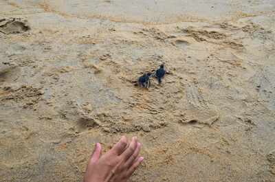 High angle view of hands on sand at beach