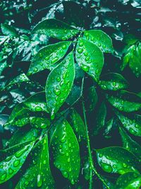 Close-up of wet plant leaves during rainy season