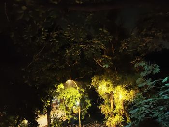 Close-up of illuminated plants by trees at night