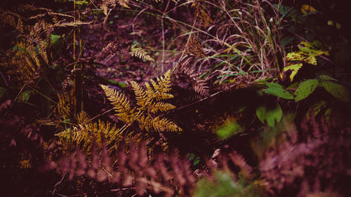 High angle view of plants on field during autumn