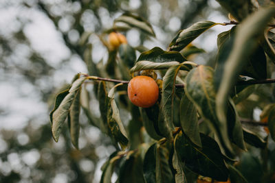 Persimmon on the tree