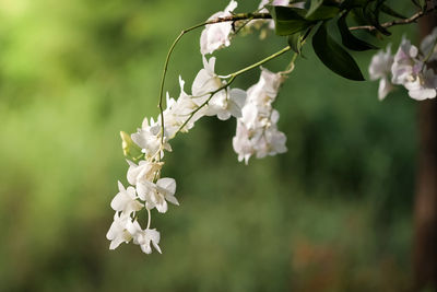 Close-up of white flowering plant