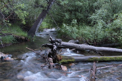 Scenic view of stream in forest