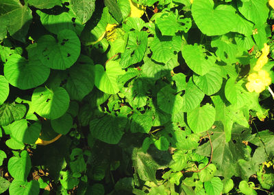 Full frame shot of lotus leaves