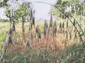 Trees on grassy field