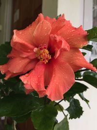 Close-up of wet red hibiscus blooming outdoors