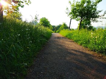 View of empty road along trees