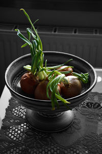 Scallions growing in container on table at kitchen