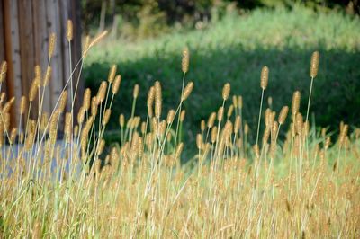 Plants growing on field