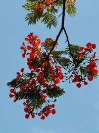 Low angle view of red flower on tree against sky