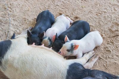 High angle view of animal lying on land
