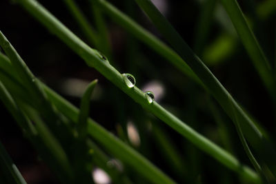 Close-up of wet grass