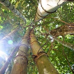 Low angle view of trees