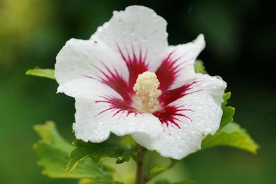 Close-up of pink flower