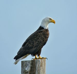 Side-view of bald eagle