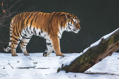 View of tiger on snow covered land