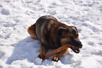 Dog lying on snow field