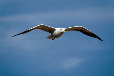 Low angle view of seagull flying