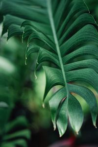 Close-up of green leaves