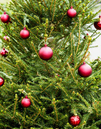 Apples on christmas tree