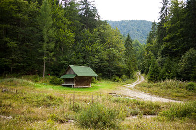 Scenic view of road amidst trees in forest