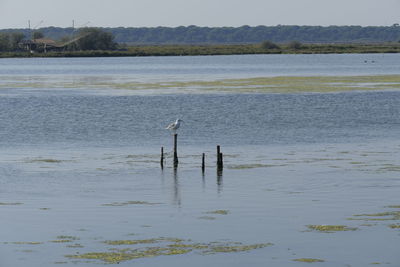 Scenic view of lake