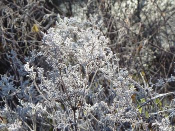 Close-up of frozen tree on field