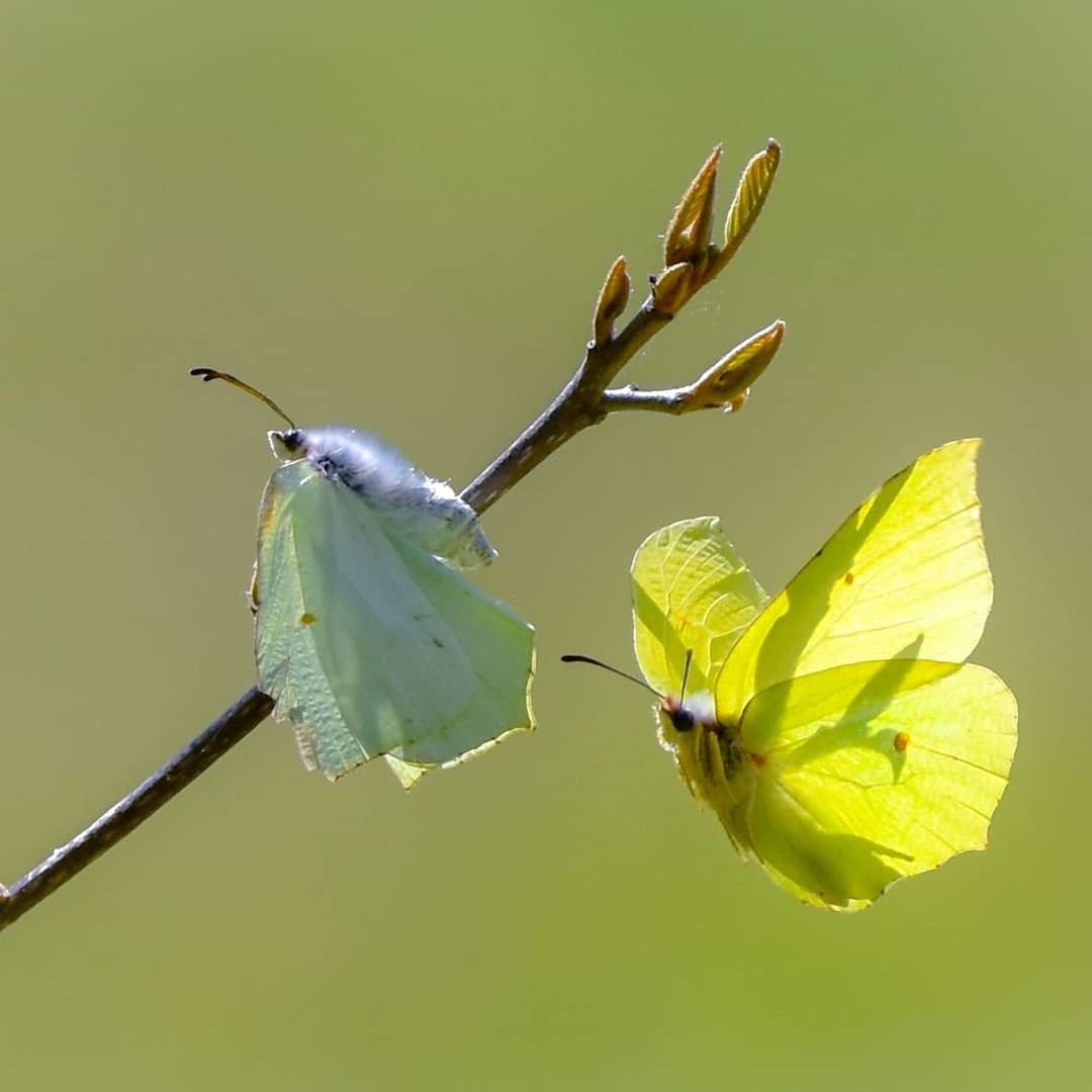 plant, green color, close-up, beauty in nature, growth, nature, no people, animal, plant part, leaf, animal wildlife, flower, animals in the wild, vulnerability, fragility, animal themes, flowering plant, focus on foreground, day, invertebrate, outdoors, flower head