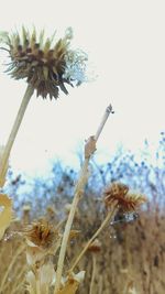 Low angle view of daisy growing against sky