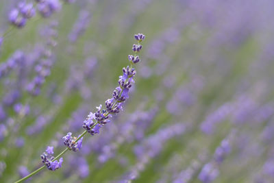 Close-up of purple flowers