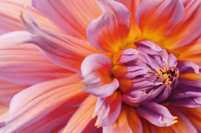 Full frame shot of purple flower