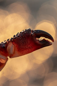 Close-up of hand holding crab