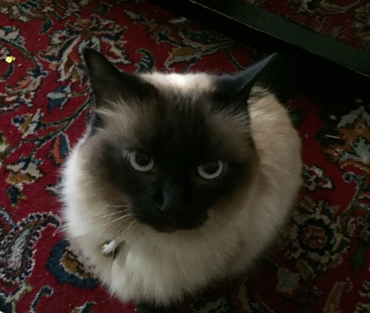 CLOSE-UP PORTRAIT OF CAT WITH EYES CLOSED