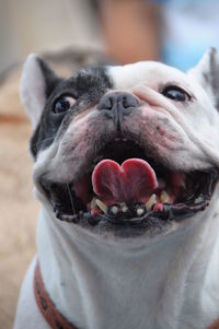 Close-up portrait of a dog