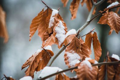 Close-up of dry leaves on plant during winter